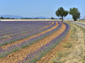 Valensole/Lavande