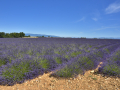 Valensole/Lavande