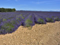 Valensole/Lavande