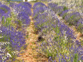 Valensole/Lavande