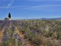 Valensole/Lavande