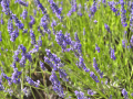 Valensole/Lavande