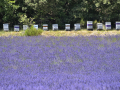 Valensole/Lavande