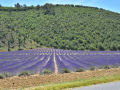 Valensole/Lavande