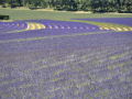 Valensole/Lavande