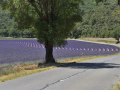 Valensole/Lavande