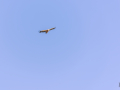 Vautour Fauve/Rougon