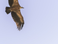 Vautour Fauve/Rougon