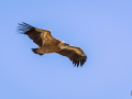 Vautour Fauve/Rougon