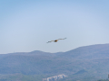 Vautour Fauve/Rougon