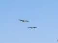 Vautour Fauve/Rougon
