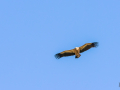Vautour Fauve/Rougon