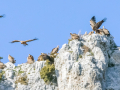 Vautour Fauve/Rougon
