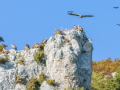 Vautour Fauve/Rougon