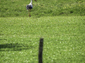 DSC0965