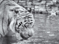 DSC_7208-Modifier