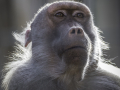 Zoo la Barben /France