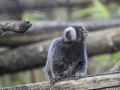 Zoo la Barben /France