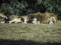 Zoo la Barben /France