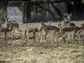 Zoo la Barben /France