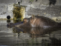 Zoo la Barben /France