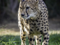 Zoo la Barben /France
