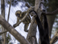 Zoo la Barben /France