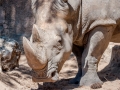 Zoo-Rhinoceros