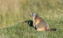 Marmottes : vie de famille