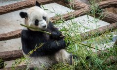 Panda géant Zoo de Beauval