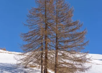 Le Roux Abries, France, Hautes Alpes, Provence Alpes Cote d'Azur