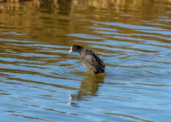 Animaux, Foulque Macroule, Oiseaux