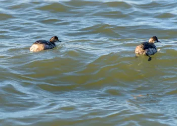 Animaux, Grèbe à cou noir, Oiseaux
