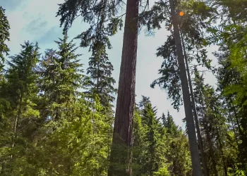 Forêt livrée à elle même