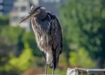 Grand Heron