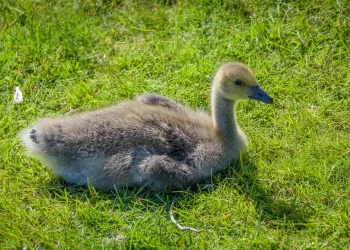 Un petit jeune