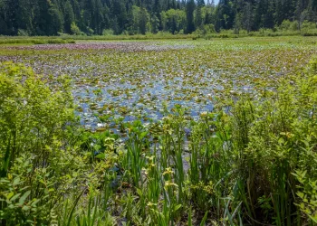 Beaver Lake