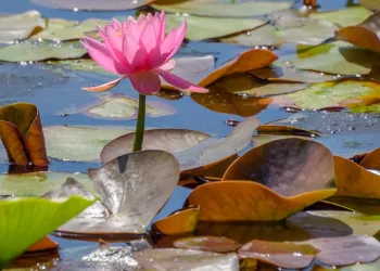 Nénuphar