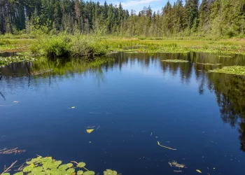 Miroir