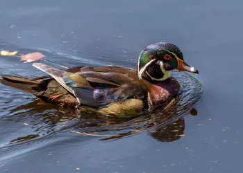 Canard Branchu
