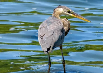 A la pêche