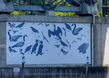 Tags of birds