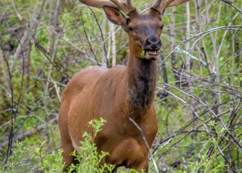 Wapiti