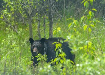 Rencontre avec un ours noir