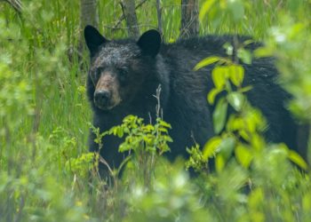 Ours noir