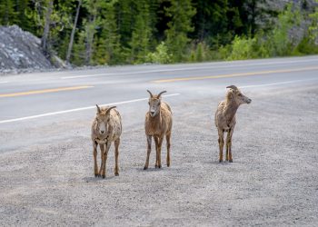 Mouflon D'Amérique