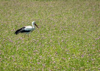 Cigogne