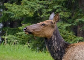 Wapiti