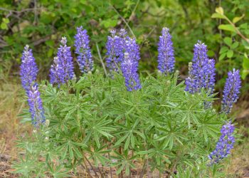 Lupin
