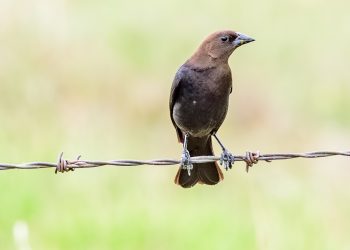 Vachier à tête brune